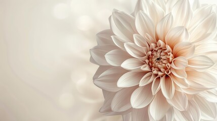 Obraz premium Elegant Close-Up of a Beautiful White Dahlia Flower with Soft Petals and Gentle Lighting