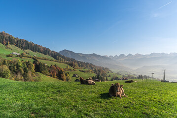 Grazing cows on a meadow with the Churfirsten mountains in background, autumn landscape in Swiss Toggenburg, Neu St. Johann, Canton of St. Gallen, Switzerland