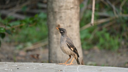 Indian Myna Birds. Its other names Common myna and mynah. This is  a bird of the starling family Sturnidae. This is a group of passerine birds which are native to southern Asia, especially India. 