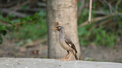 Indian Myna Birds. Its other names Common myna and mynah. This is  a bird of the starling family Sturnidae. This is a group of passerine birds which are native to southern Asia, especially India. 