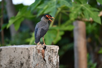 Fototapeta premium Indian Myna Birds. Its other names Common myna and mynah. This is a bird of the starling family Sturnidae. This is a group of passerine birds which are native to southern Asia, especially India. 