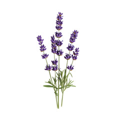 Fototapeta premium PNG Lavender flowers in a simple arrangement