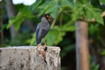 Indian Myna Birds. Its other names Common myna and mynah. This is  a bird of the starling family Sturnidae. This is a group of passerine birds which are native to southern Asia, especially India. 