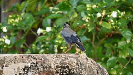 Indian Myna Birds. Its other names Common myna and mynah. This is  a bird of the starling family Sturnidae. This is a group of passerine birds which are native to southern Asia, especially India. 