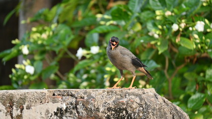 Obraz premium Indian Myna Birds. Its other names Common myna and mynah. This is a bird of the starling family Sturnidae. This is a group of passerine birds which are native to southern Asia, especially India. 