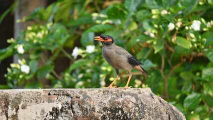 Indian Myna Birds. Its other names Common myna and mynah. This is  a bird of the starling family Sturnidae. This is a group of passerine birds which are native to southern Asia, especially India. 