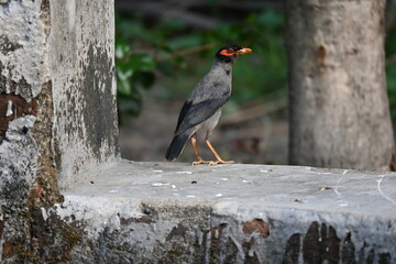 Indian Myna Birds. Its other names Common myna and mynah. This is  a bird of the starling family Sturnidae. This is a group of passerine birds which are native to southern Asia, especially India. 