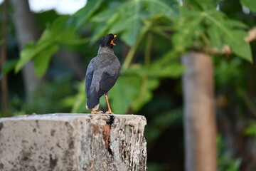 Indian Myna Birds. Its other names Common myna and mynah. This is  a bird of the starling family Sturnidae. This is a group of passerine birds which are native to southern Asia, especially India. 