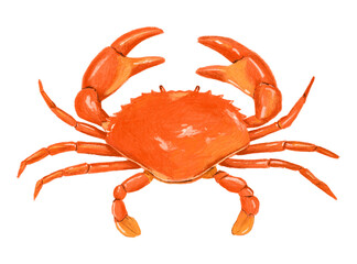 PNG Crab seafood, food illustration, transparent background