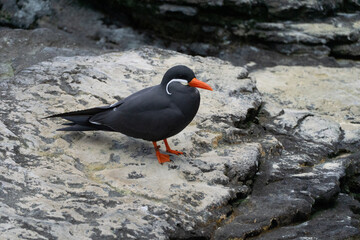 Inca Tern