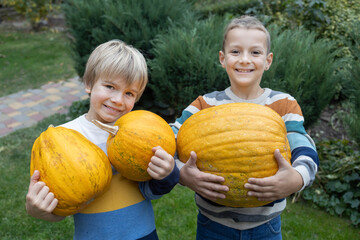 Fototapeta premium Two little boys are having fun harvesting pumpkins and preparing for Halloween. Autumn harvest, brothers help parents.