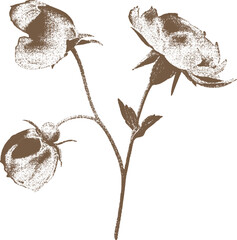 Obraz premium A minimalist floral illustration featuring delicate flowers with a textured, grunge effect. The vintage-inspired design combines elegance with a rustic, organic feel