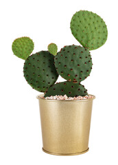 Png bunny ears cactus mockup indoor plant home decor © Rawpixel.com