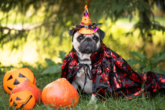 funny halloween pug in costume, funny dogs, pumpkins