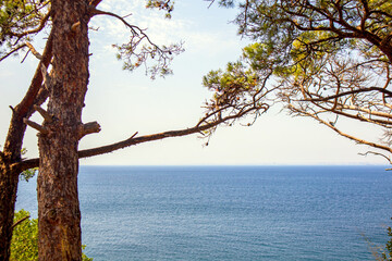tree on the shore of sea