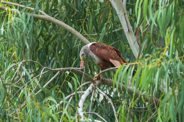 Brahminy kite is eating chicken head perching in a tree branch.