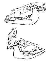 Handmade contour drawing with the skulls of a horse and cow. Animal skeleton to color in and learn. © Lunstream