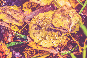 Autumn background-aspen leaves fallen leaves lying on the grass