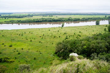 A picturesque river gracefully flows through a lush green field, beautifully embraced by tall and majestic trees that provide ample shade and a perfect habitat for various wildlife species