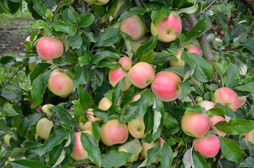 Malus communis 'Belle de Boskoop', Pomme