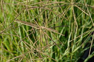 Eustachys distichophylla chloris dis, Graminée