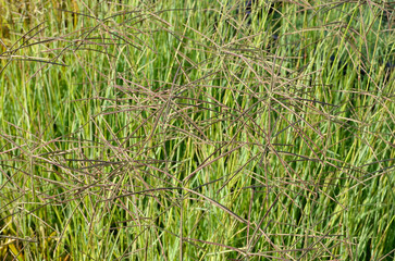 Eustachys distichophylla chloris dis, Graminée