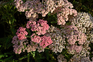 Achillea millefolium 'Apricot Delight', Achillée millefeuille