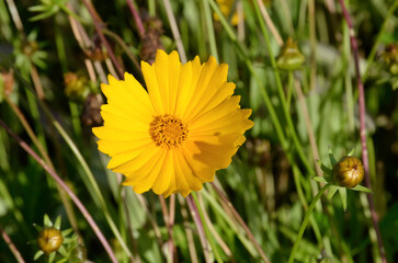 Coreopsis grandiflora 'Mayfield Giant' , Coreopsis à grandes fleurs