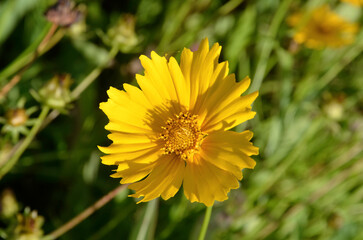 Coreopsis grandiflora 'Mayfield Giant' , Coreopsis à grandes fleurs
