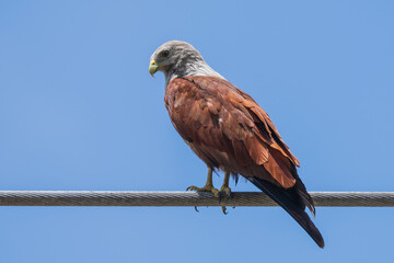 The Brahminy kite (Haliastur indus) is a medium-sized bird of prey found mainly on the coast and in inland wetlands.