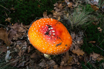 Amanite tue mouches, Amanita muscaria