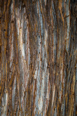 Obraz premium Cryptomeria du Japon, cryptomeria japonica