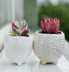 Beautiful colorful succulent flowers in white ceramic pot