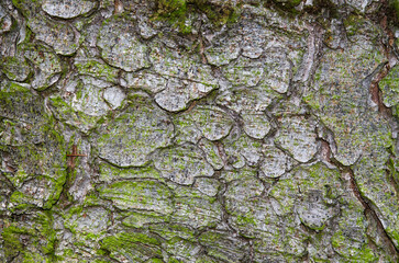 Epicea pleureur, picea abies