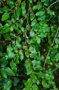 H&ecirc;tre oblique, nothofagus obliqua