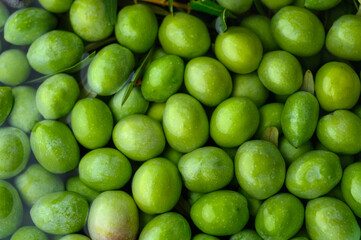 Background of freshly picked olives