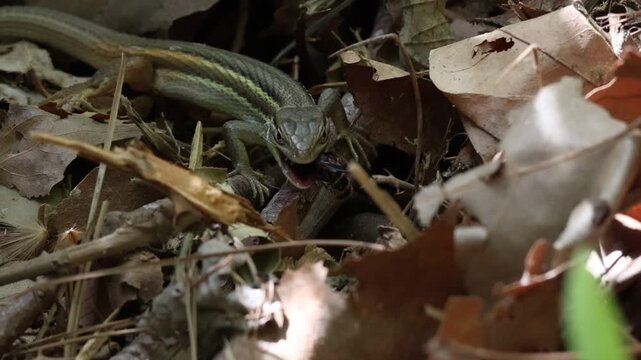 Lagartija colilarga (Psammodromus algirus) comiendo una avispa, Alcoy, Espa&ntilde;a