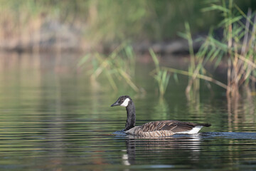 Canada goose glides smoothly across serene waters surrounded by lush greenery