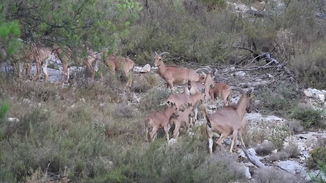 Manada de muflones ( Ammotragus lervia ) con crias me advierten que me aleje o cargar&aacute;n contra mi, Alcoy, Espa&ntilde;a
