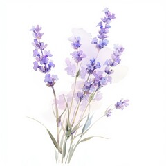 Obraz premium A watercolor illustration of lavender flowers, showcasing their delicate beauty.