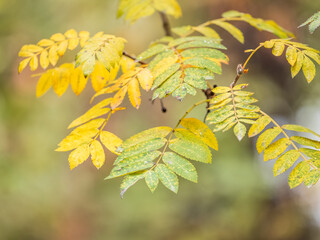 Rowan branches with yellow leaves in the autumn park.
