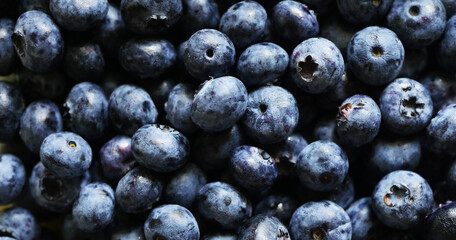 Blueberry texture. Vegan food. Summer berries background. 