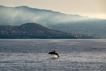 Dolphin jumping out of the water in Funchal