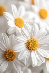 Obraz premium Vibrant White Daisy Flowers in Bloom with Delicate Petals and Soft Focus