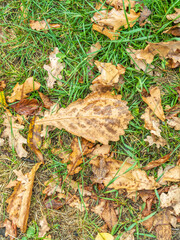 Orange, brown and yellow fallen oak leaves in the sunlight.