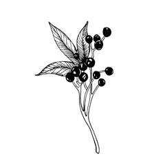 Sketch of wild grapes berries and leaf.. Vector black and white hand drawn illustration.