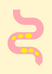 A healthy gut and good digestion