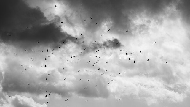 A flock of Marabou Stork (Leptotilos crumeniferus) (Maraboe) ) near Berg-en-Dal in the Southern par of Kruger National Park, Mpumalanga, South Africa 