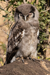 Verreaux's eagle-owl chick (Giant Eagle Owl) Reuse ooruil, (Ketupa lactea) near Afsaal Picnic site in the Southern par of Kruger National Park, Mpumalanga, South Africa 