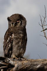 Verreaux's eagle-owl chick (Giant Eagle Owl) Reuse ooruil, (Ketupa lactea) near Afsaal Picnic site in the Southern par of Kruger National Park, Mpumalanga, South Africa 